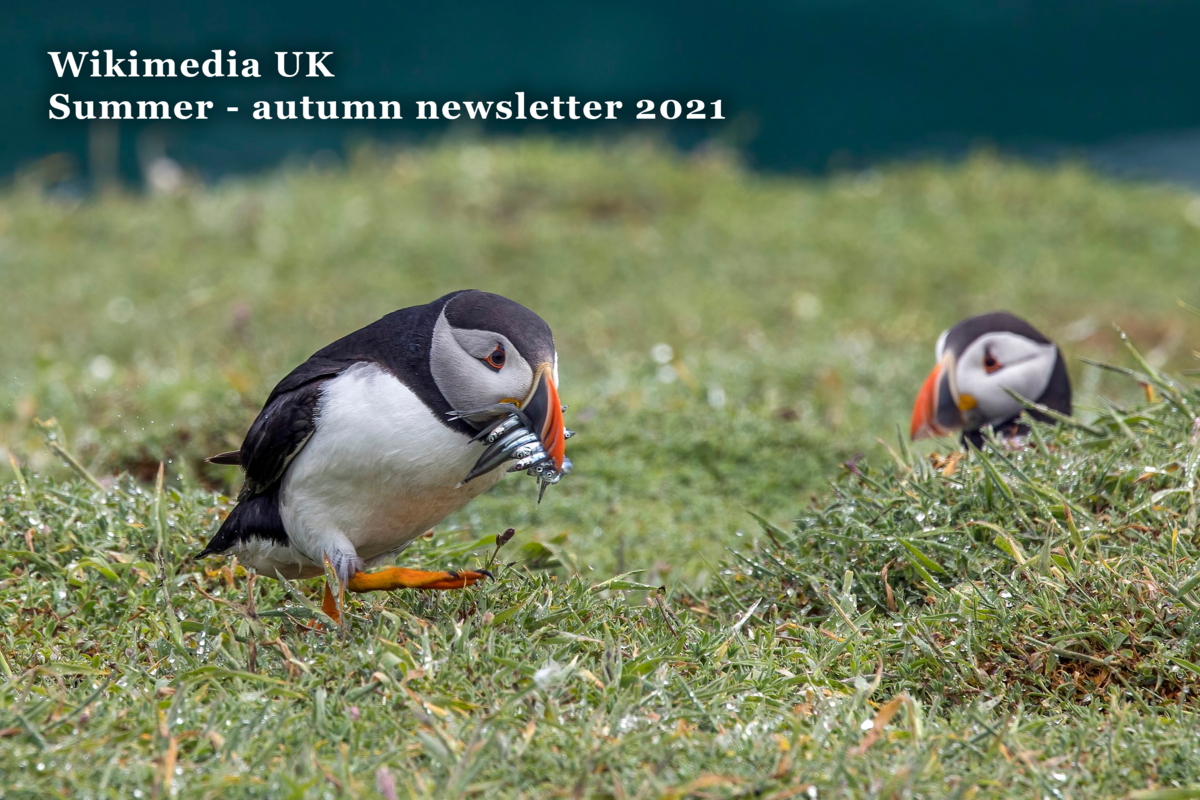 Photo of puffin carrying fish