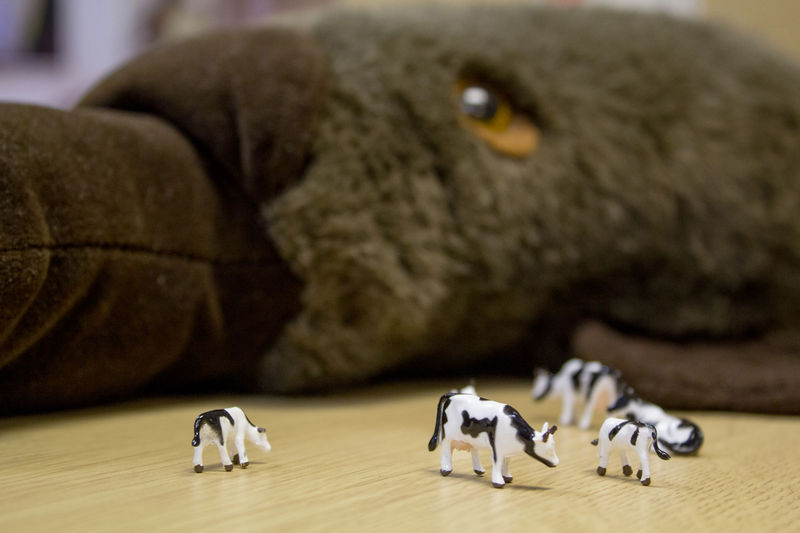 A photo of some plastic cows with a large soft toy platypus