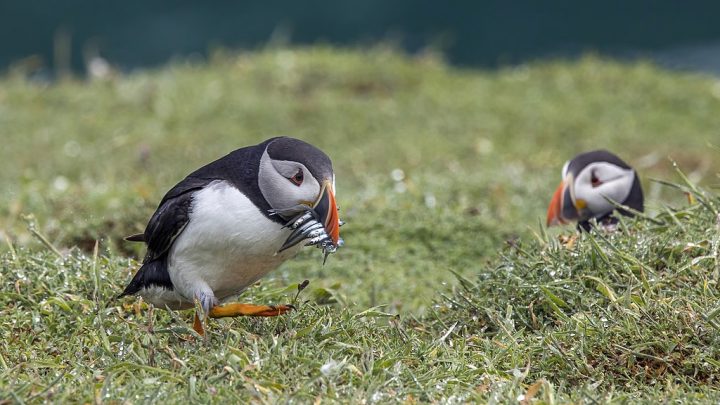 English: Puffin (Fratercula arctica) above The Wick (Y Wig) on Skomer Island, Pembrokeshire, Wales. Running for its burrow with lesser sand eels (Ammodytes tobianus).