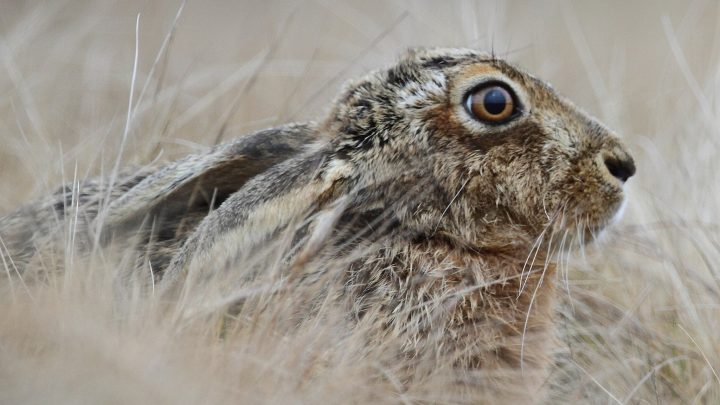 English: Brown hare (Lepus europaeus). An animal which has become extremely rare in Wales. More here on Lepus europaeus: https://en.wikipedia.org/wiki/European_hare Cymraeg: Yr ysgyfarnog, sy'n anffodus wedi prinhau'n arw yng Nghymru.