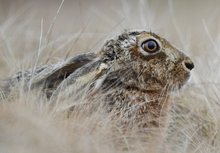 English: Brown hare (Lepus europaeus). An animal which has become extremely rare in Wales. More here on Lepus europaeus: https://en.wikipedia.org/wiki/European_hare Cymraeg: Yr ysgyfarnog, sy'n anffodus wedi prinhau'n arw yng Nghymru.