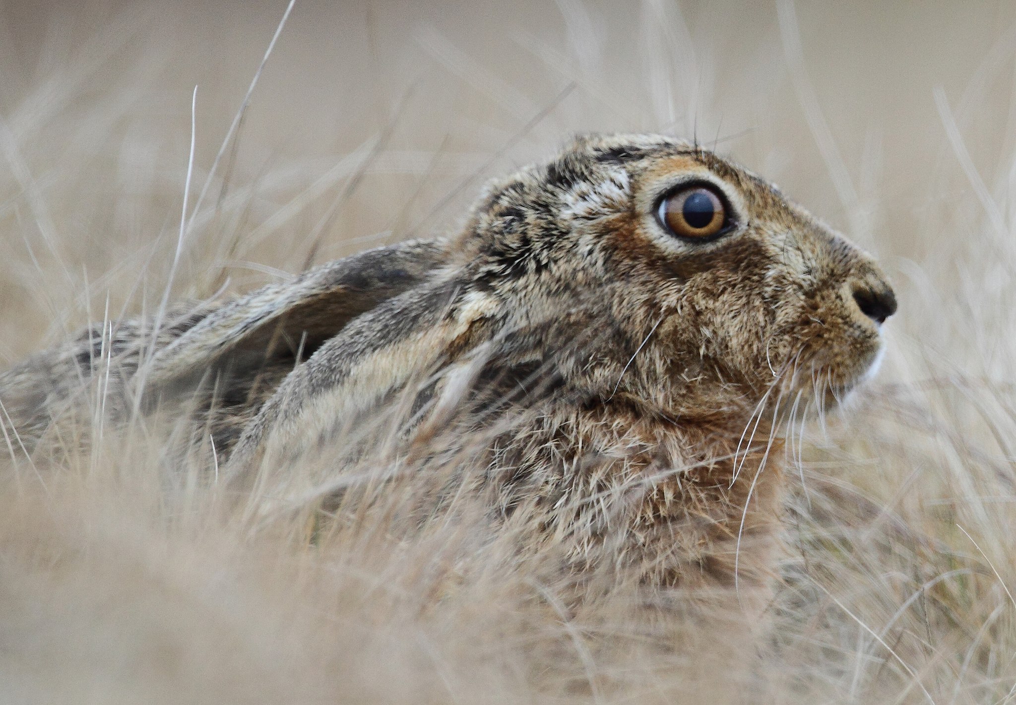 English: Brown hare (Lepus europaeus). An animal which has become extremely rare in Wales. More here on Lepus europaeus: https://en.wikipedia.org/wiki/European_hare Cymraeg: Yr ysgyfarnog, sy'n anffodus wedi prinhau'n arw yng Nghymru.
