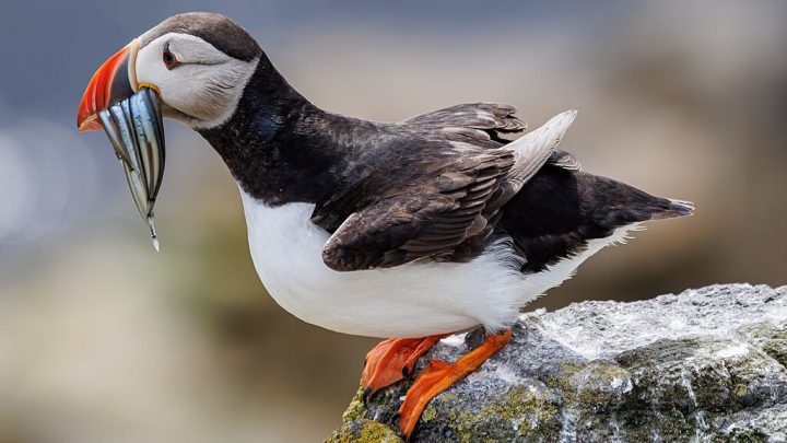 Puffin on the Isle of May