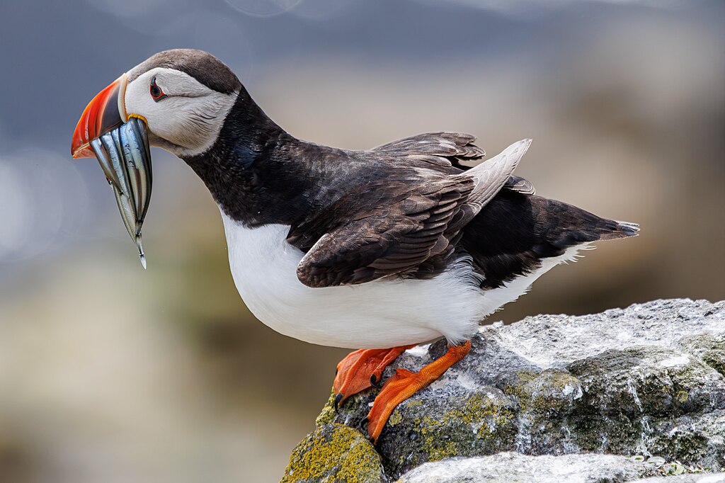 Puffin on the Isle of May
